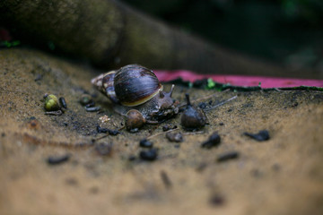 snail walking on a surface