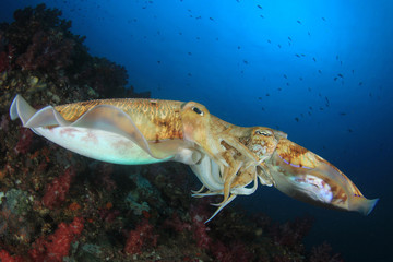 Pair of Pharaoh Cuttlefish mating 