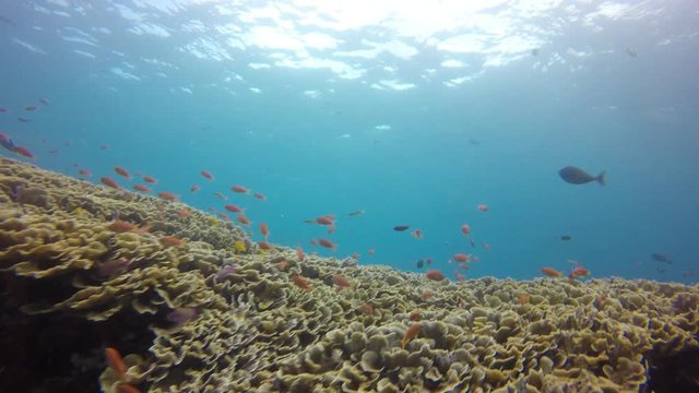 Coral reef in Indonesia 
