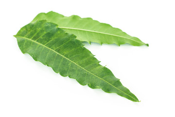 green leaf texture on white background.