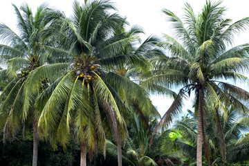 Coconut on the tree.The fruit is beneficial to the body