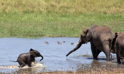Elephants (Loxodonta africana) playing and drinking in water - Tanzania.