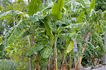 Bunch of banana, banana tree background