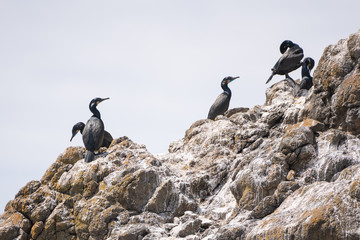 Cormorant birds nesting on the rock on pacific ocean coast