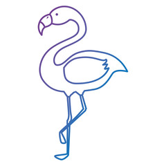 exotic bird flamingo natural