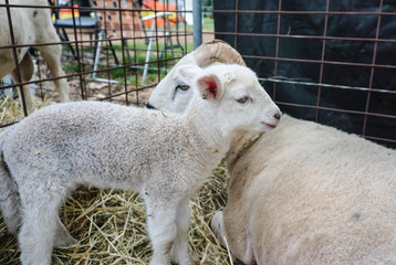 baby lamb and mother sheep bond in a pen at a country show