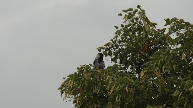 Crow Corvus cornix with wet feathers sits on the branches of the summer linden Tilia tomentosa and cleans feathers in rainy weather in August in the foothills of the Caucasus