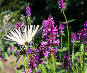 Scarce swallowtail butterfly also called a sail swallowtail or pear-tree swallowtail Latin name iphiclides podalirius an endangered species family papilionidae feeding on the Betonica officinalis.