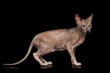 Sphynx Cat Walk and Looking up Isolated on Black Background, side view