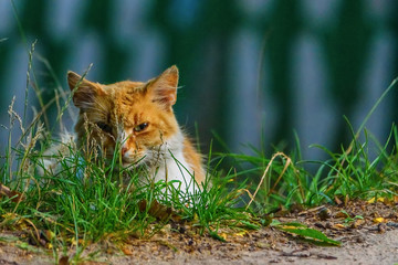 portrait stray cat in the grass