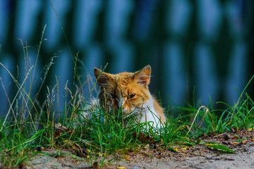 portrait stray cat in the grass