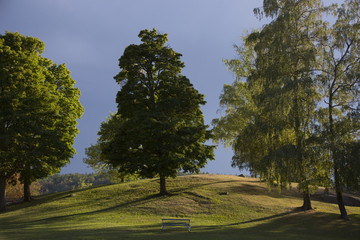 Small hill with trees in the evening a t the lake Mälaren i Stockholm