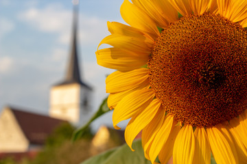 Eine Sonnenblume fokussiert im Vordergrund mit einer Kirche im Hintergrund © JB