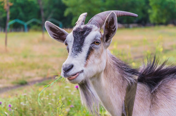 A goat chews grass on a clearing