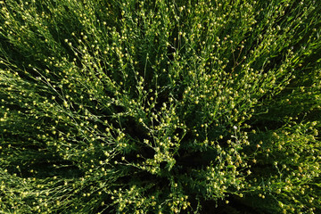 Flax field during harvest at summer day