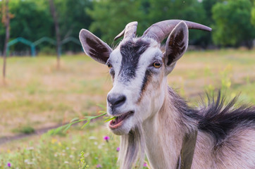 A goat chews grass on a clearing