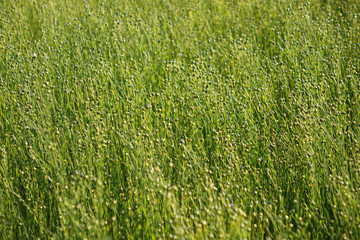 Flax field during harvest at summer day