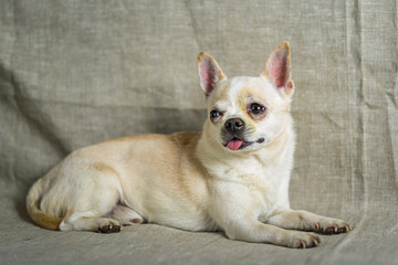 portrait of a chihuahua on a gray background