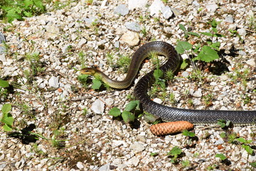 Snake