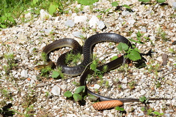 Snake