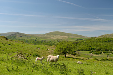 Sheep and lambs in Duddon Valley, Lake District