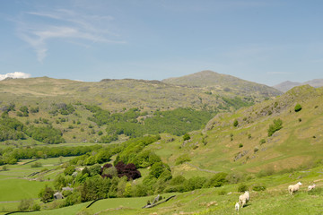 Fototapeta na wymiar Sheep and lambs in Duddon Valley, Lake District