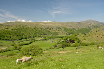 Fototapeta na wymiar Sheep and lambs in Duddon Valley, Lake District