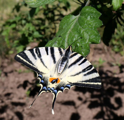 Scarce swallowtail butterfly also called a sail swallowtail or pear-tree swallowtail Latin name iphiclides podalirius an endangered species family papilionidae feeding on a tomato leaf.