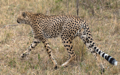 cheetah