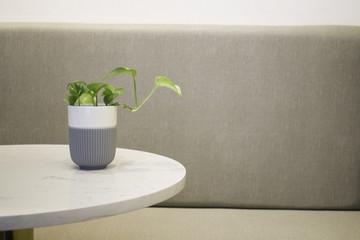 Green plant pot on the table