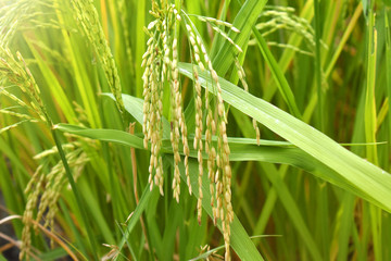 Rice paddy field in asia