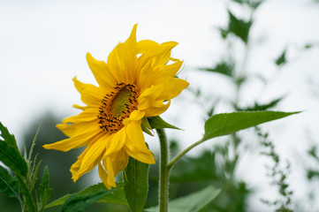 sunflower on a sunny day