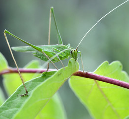 tuscany, big green locust, tettigonia viridissima, eats a green leaf of a plant