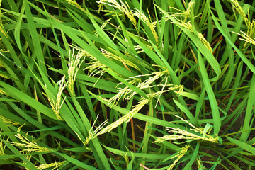 Rice paddy field in asia