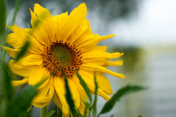 sunflower on a sunny day