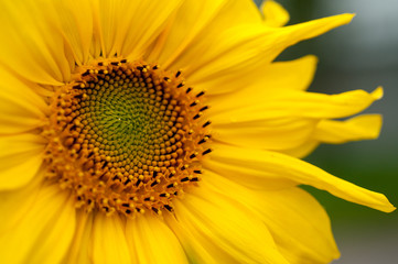 Naklejka premium sunflower on a sunny day