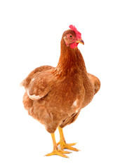 Brown hen isolated.