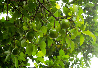 Avocado on the tree