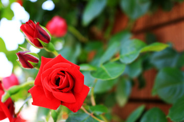 A red rose brightly blooming