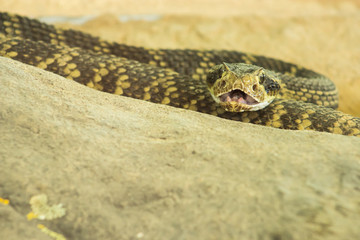 Rattle Snake