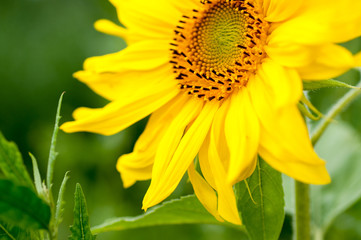 sunflower on a sunny day
