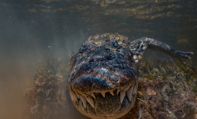 Saltwater crocodile
