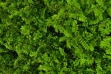Nature green leaf background and textured