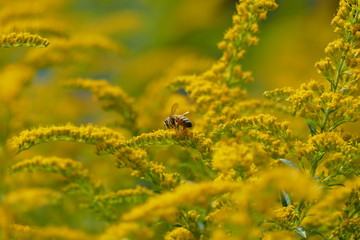 Goldrute mit Biene