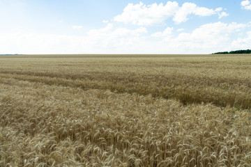 Field of ripe wheat against the blue sky with white clouds.Agriculture scene