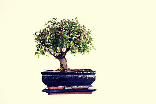 Chinese elm bonsai in blue bowl isolated