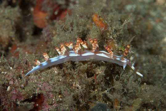Flabellina bilas Nudibranch
