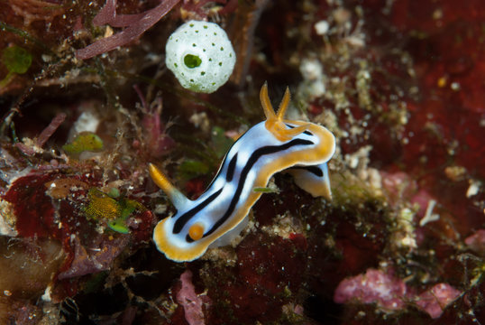 Chromodoris lochi Nudibranch