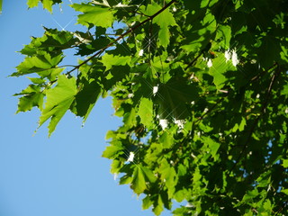 Obraz premium Shining wedge on early morning 2