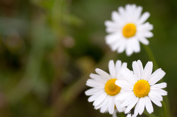 Obraz premium wild flowers chamomile